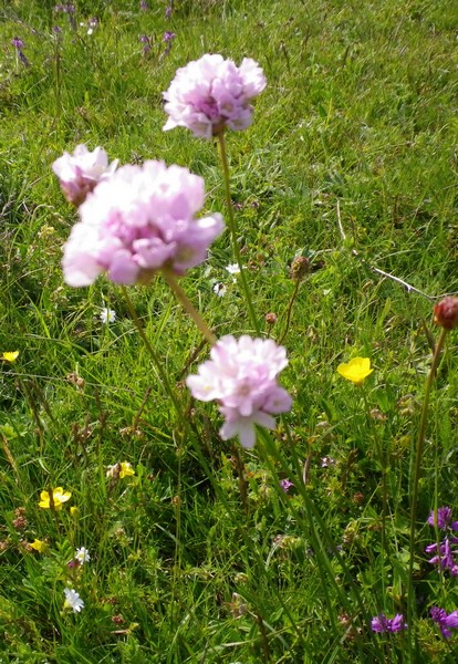 Bianchi e rosa - Armeria sp.
